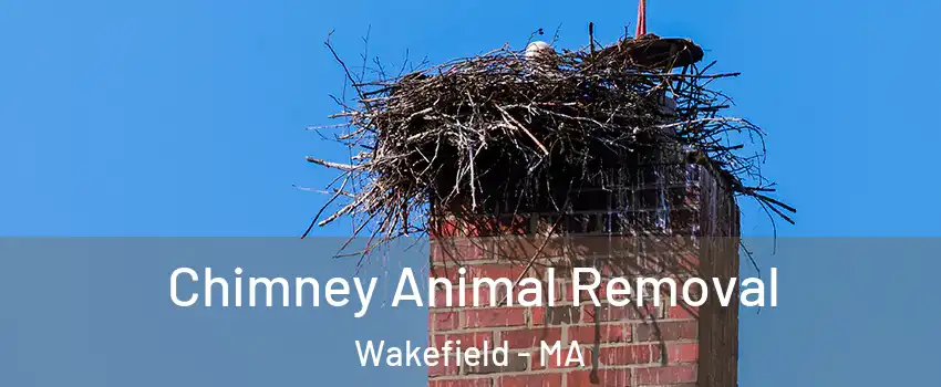  Chimney Animal Removal Wakefield - MA