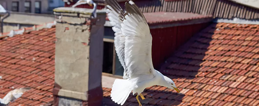 Residential Chimney Animal Removal Solution in Wakefield, MA